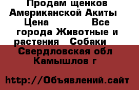 Продам щенков Американской Акиты › Цена ­ 25 000 - Все города Животные и растения » Собаки   . Свердловская обл.,Камышлов г.